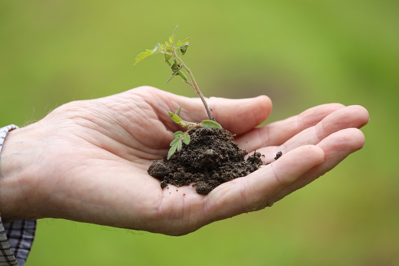 Growing Vine Plants for a Natural Privacy Fence